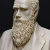 Busto de Darwin en mármol