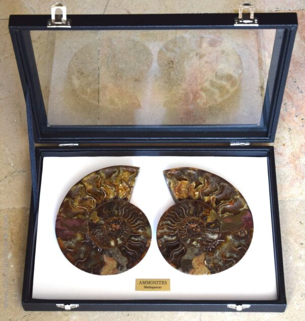 Cas fossile d'Ammonites de Madagascar. 21 x 30cm.