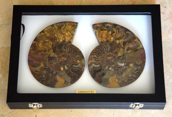 figura decorativa fosiles ammonites
